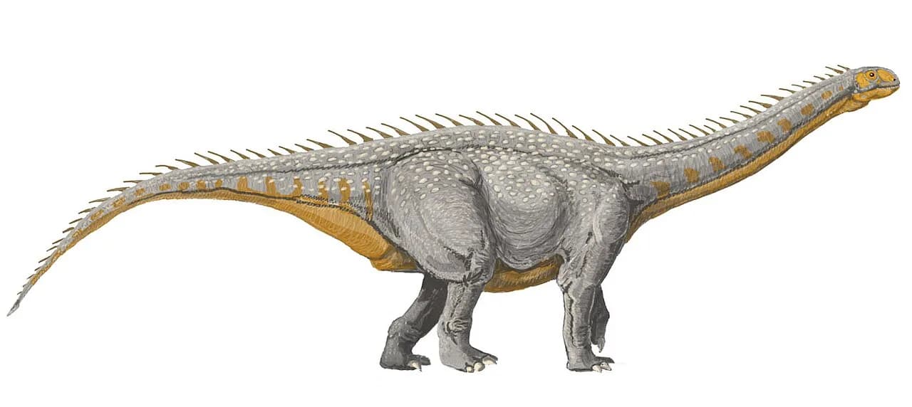 Squelette monté de Supersaurus au musée