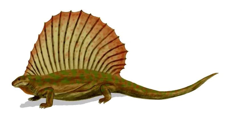 Reconstitution d'Edaphosaurus montrant sa voile dorsale à barres transversales