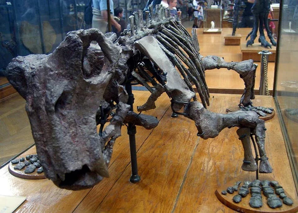 Crâne fossile de Lystrosaurus murrayi montrant le bec et les défenses