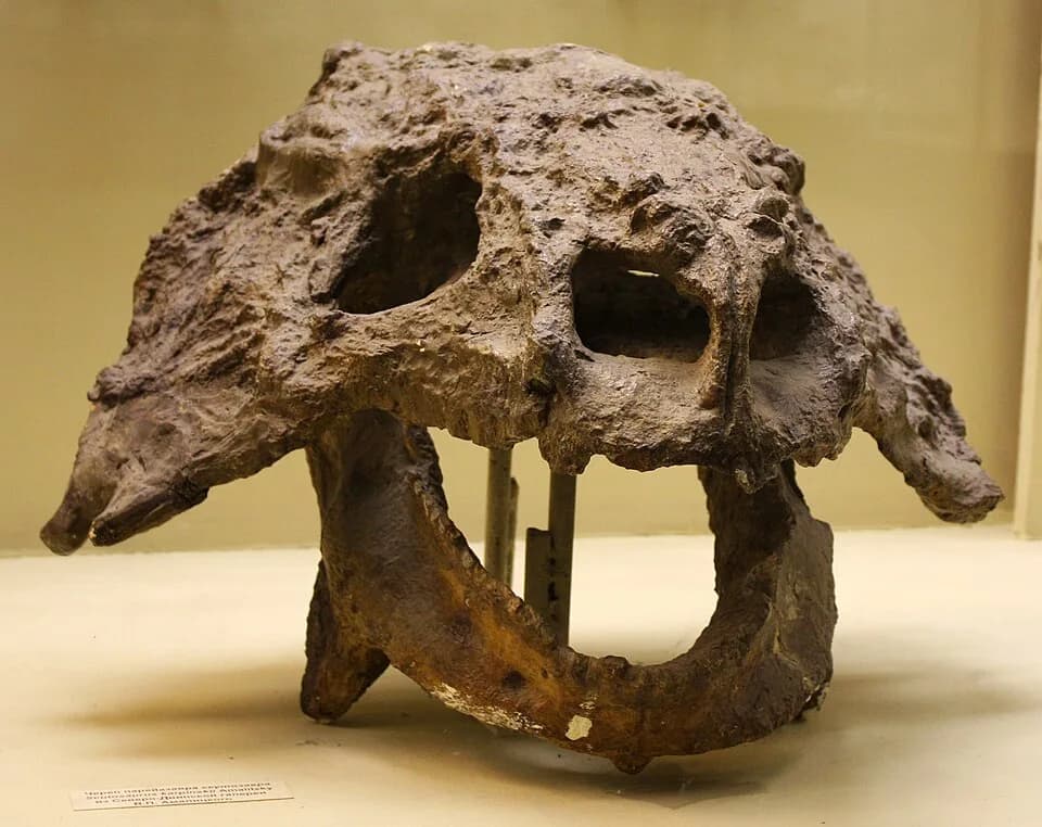 Squelette monté de Scutosaurus karpinskii avec armure d'ostéodermes visible