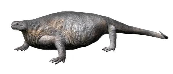Reconstitution de Cotylorhynchus romeri