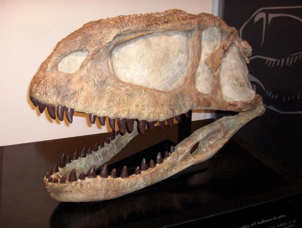 Reconstitution d'Abelisaurus comahuensis