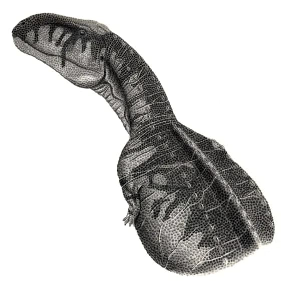 Crâne fossile d'Abelisaurus