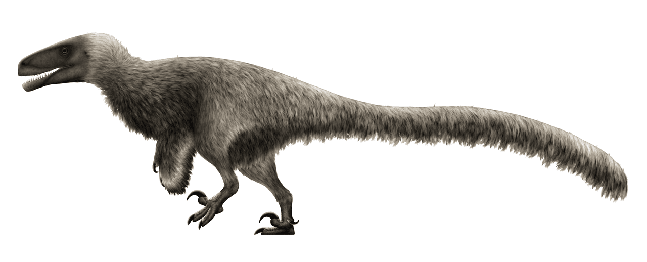Reconstitution d'Achillobator giganticus, un grand dromaeosauridé emplumé du Crétacé supérieur de Mongolie.