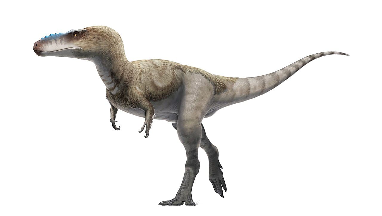 Reconstitution d'Alioramus, un tyrannosauridé gracile au museau long du Crétacé supérieur de Mongolie.
