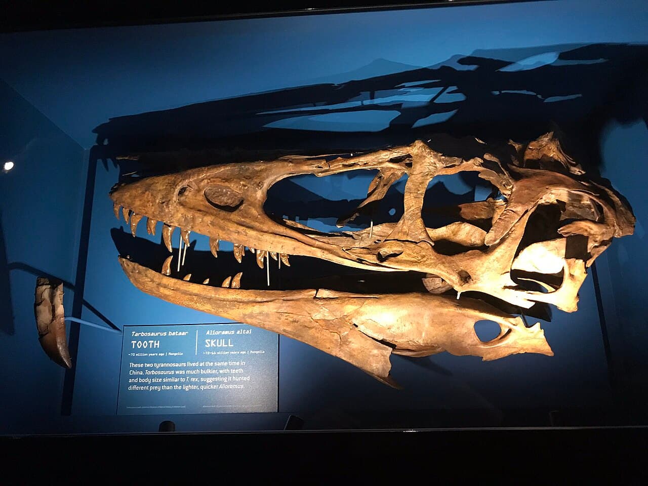 Crâne d'Alioramus altai exposé à l'American Museum of Natural History, montrant le museau allongé et les bosses nasales.