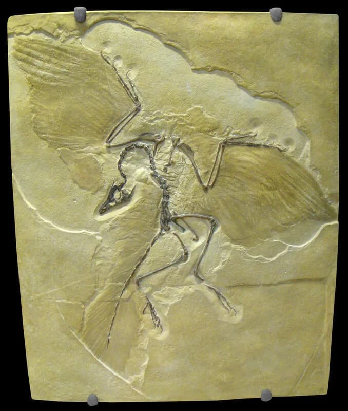 Fossile d'Archaeopteryx lithographica