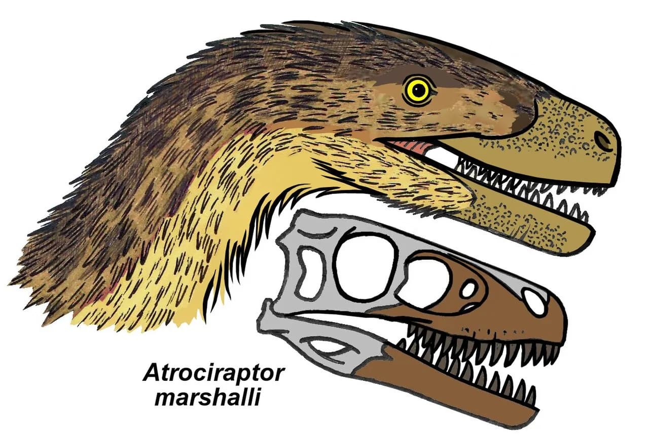 Reconstitution d'Atrociraptor marshalli