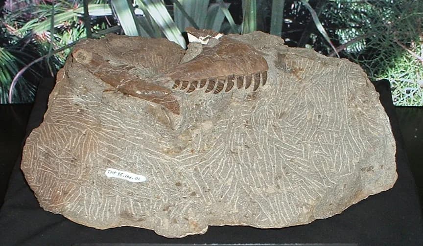 Fossile d'Atrociraptor au Royal Tyrrell Museum