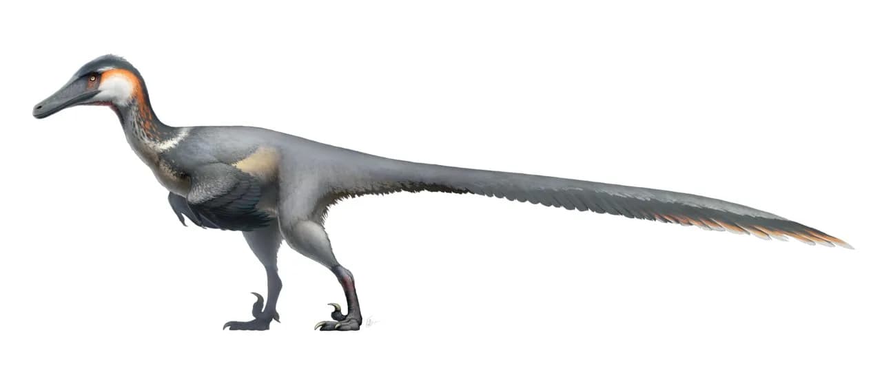 Squelette reconstitué d'Austroraptor