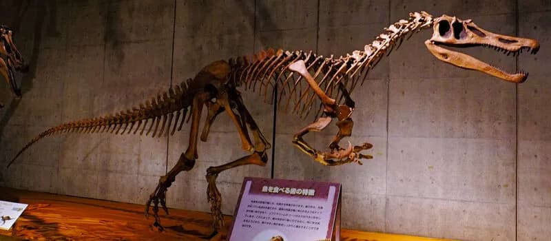 Squelette monté de Baryonyx walkeri