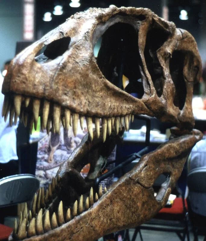 Dent fossile de Carcharodontosaurus saharicus