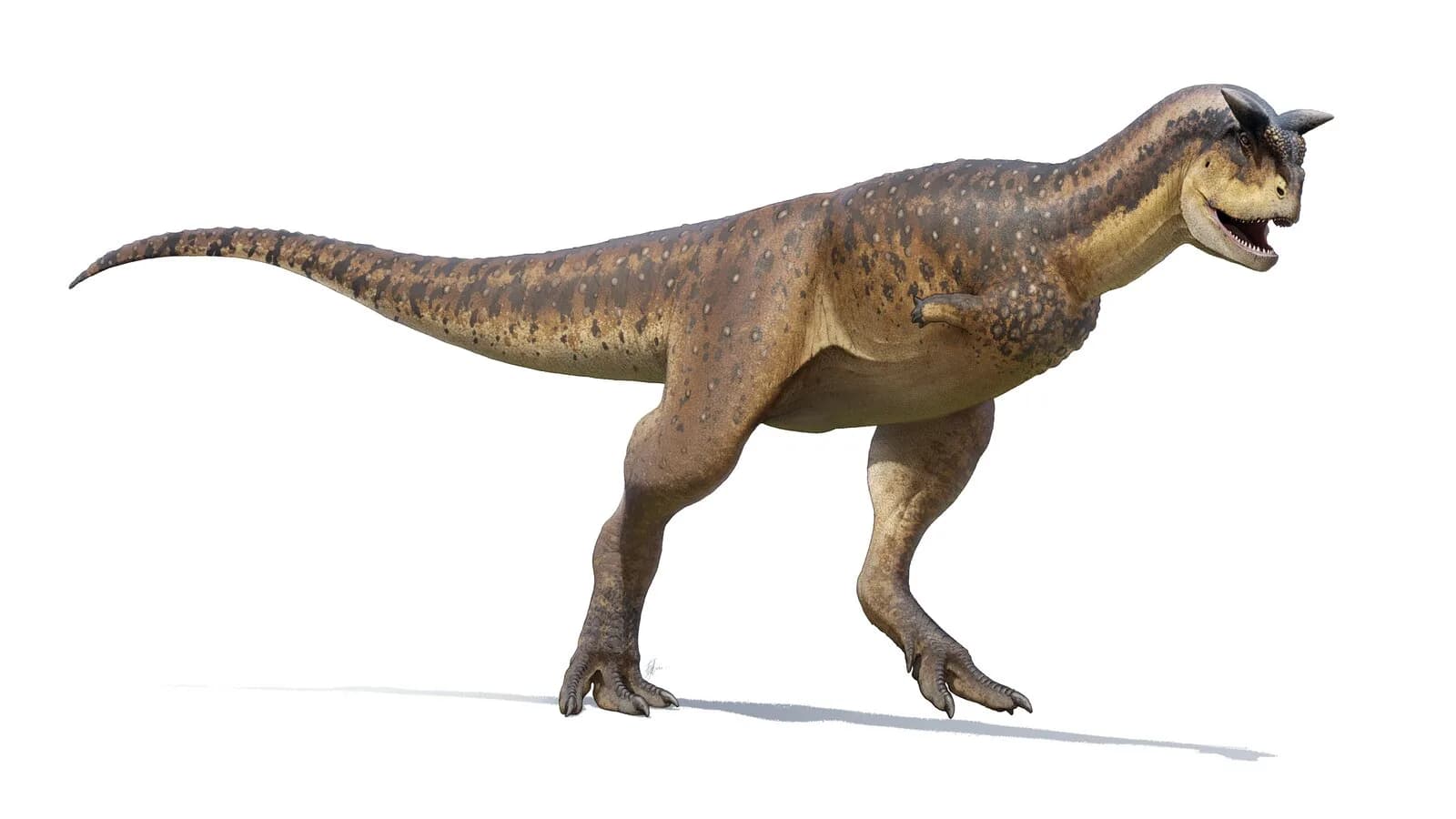 Reconstitution de Carnotaurus sastrei (basée sur les empreintes cutanées de 2021)