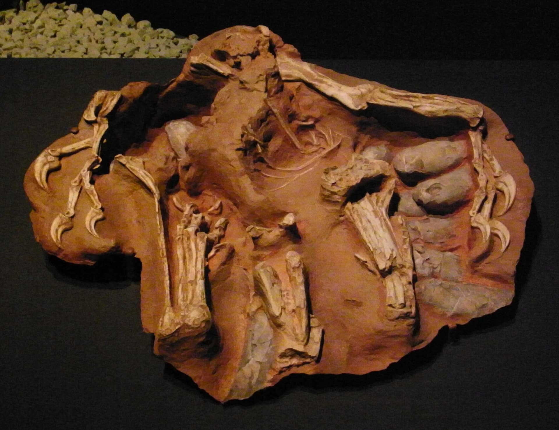 Fossile de Citipati en position de couvaison