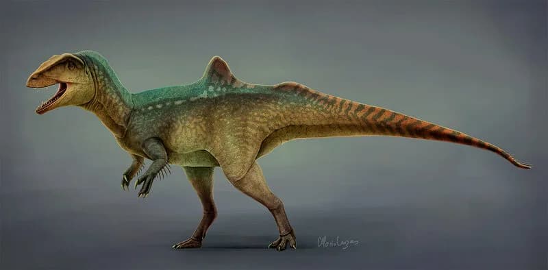Fossile articulé de Concavenator au Museo de las Ciencias de Castilla-La Mancha