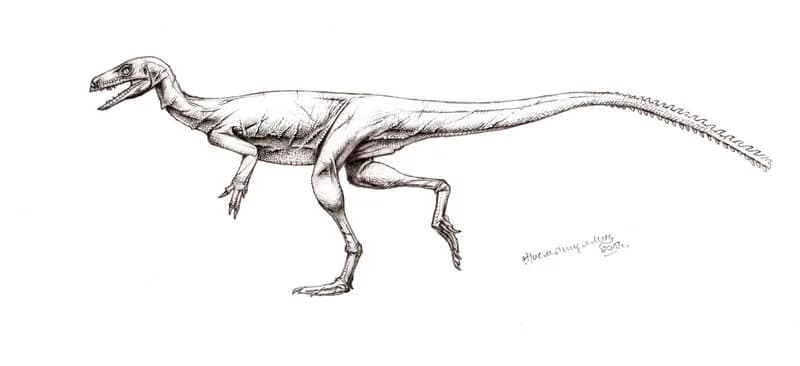 Reconstitution d'Eoraptor lunensis