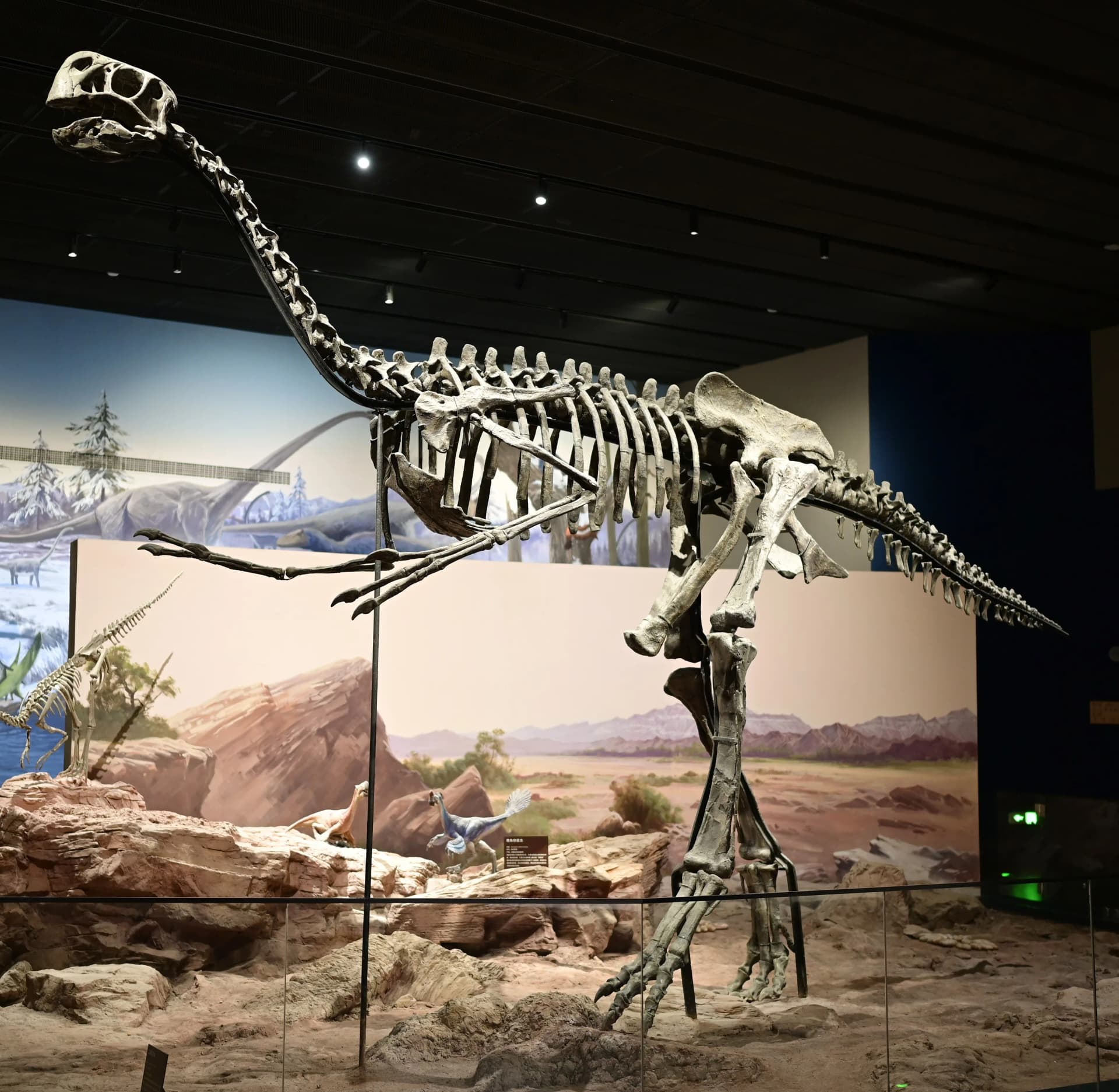 Squelette reconstitué de Gigantoraptor