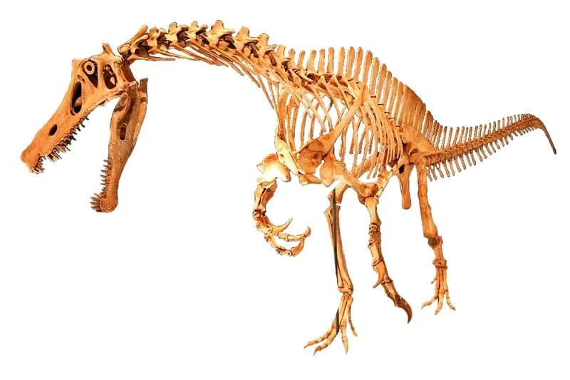 Squelette monté d'Irritator challengeri