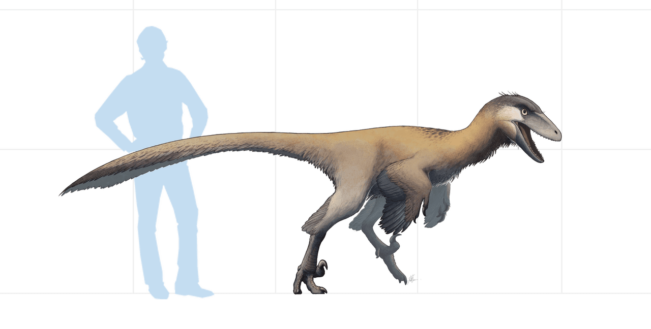 Reconstitution de Latenivenatrix mcmasterae, le plus grand troodontidé connu, du Crétacé supérieur du Canada.