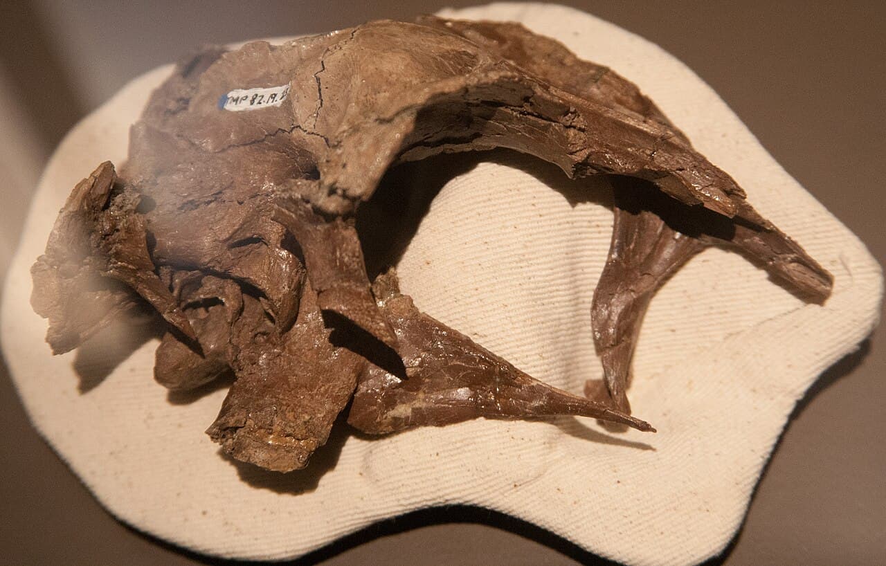 Crâne reconstitué de Latenivenatrix, montrant le museau allongé et les grandes orbites typiques des troodontidés.
