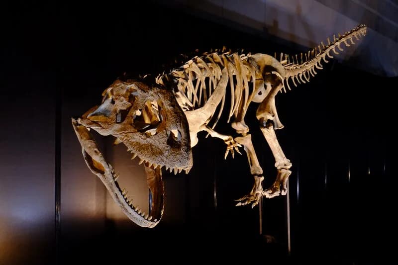 Squelette monté de Majungasaurus crenatissimus