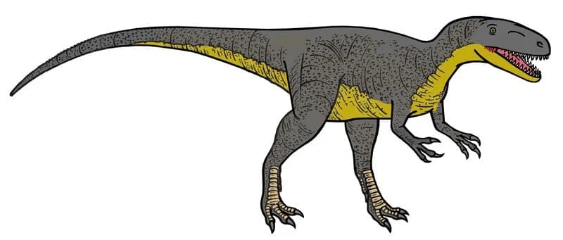 Reconstitution de Megalosaurus bucklandii