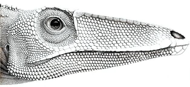Reconstitution de Megapnosaurus