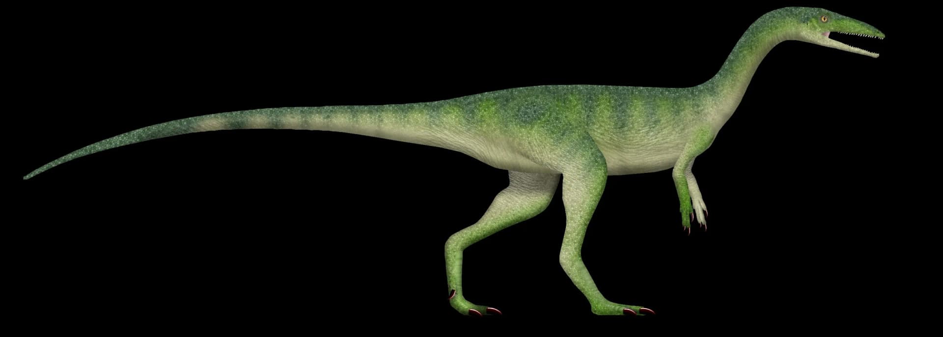 Squelette de Megapnosaurus rhodesiensis