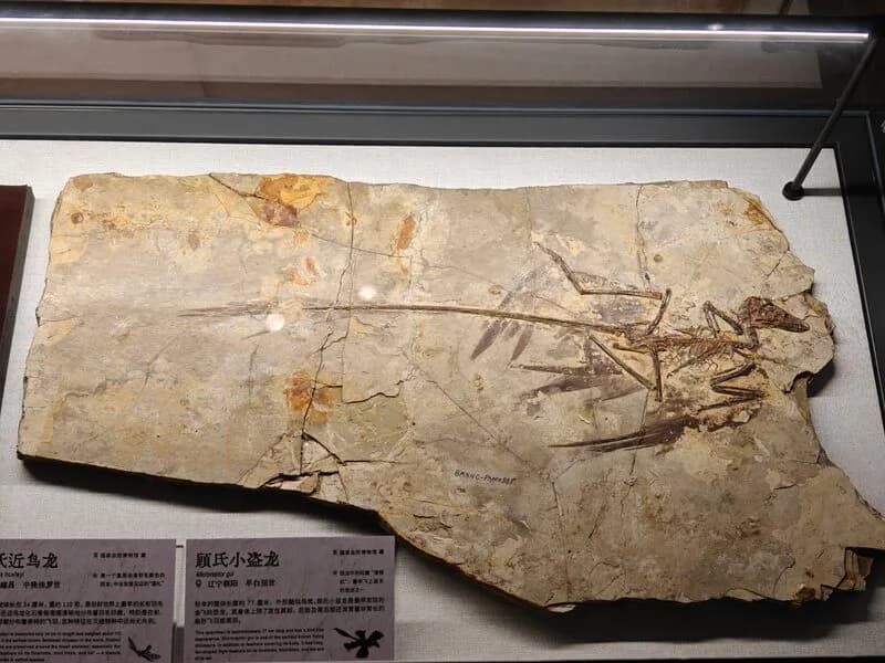 Fossile de Microraptor gui (BMNHC-Ph000881)