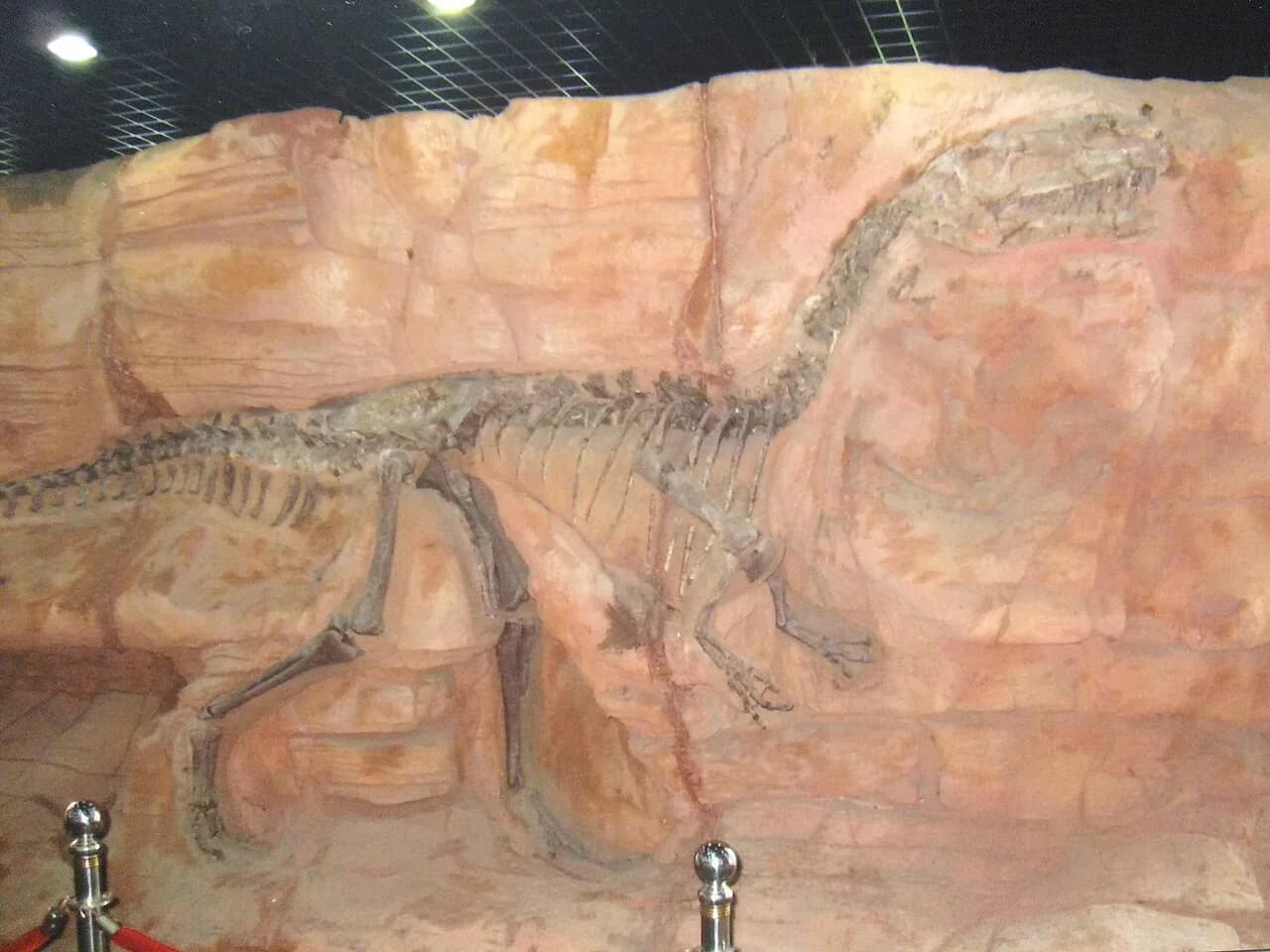 Squelette holotype de Monolophosaurus