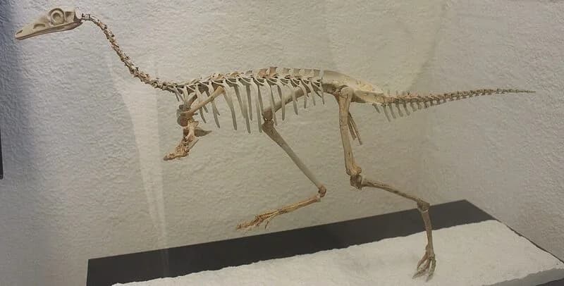 Squelette fossile de Mononykus