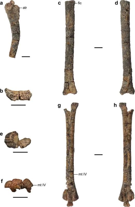 Membre postérieur fossile de Mononykus