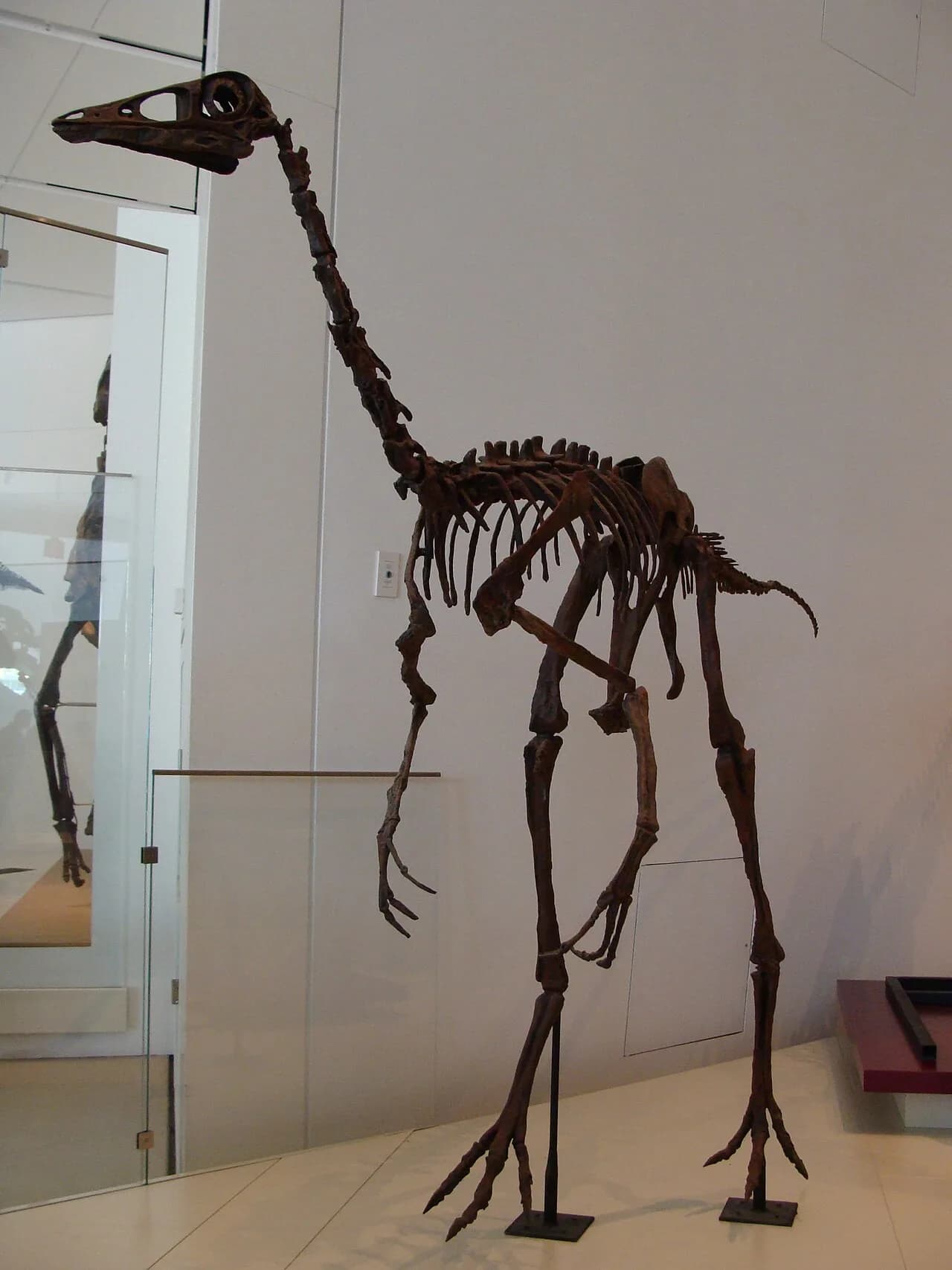 Ornithomimus au Royal Ontario Museum