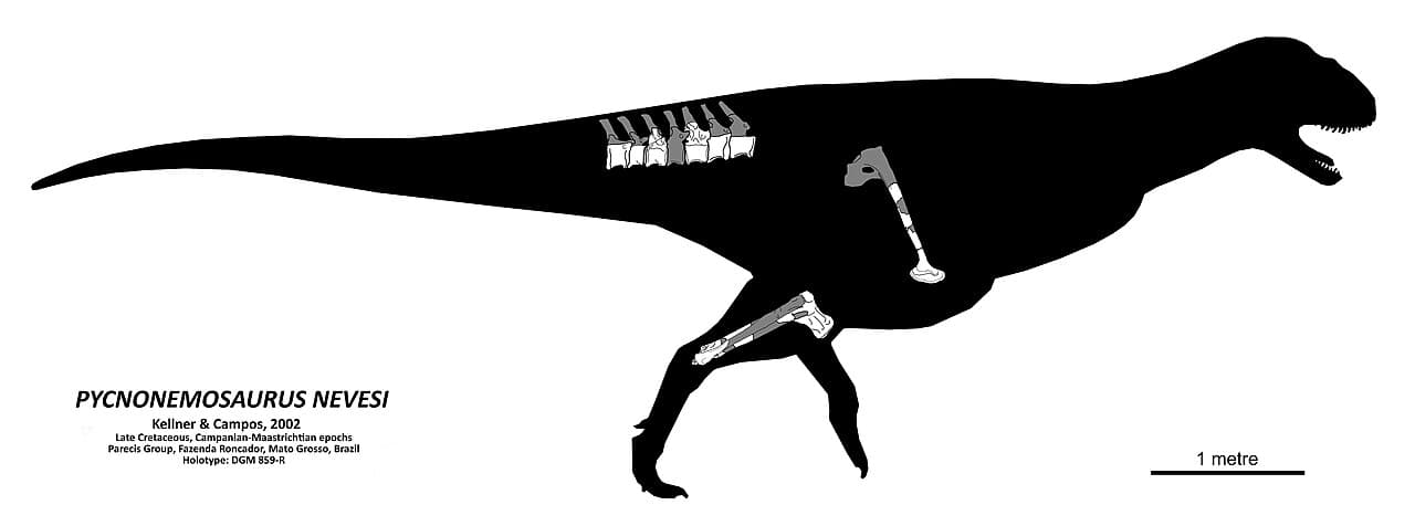 Diagramme squelettique de Pycnonemosaurus nevesi, le plus grand abélisauridé connu.
