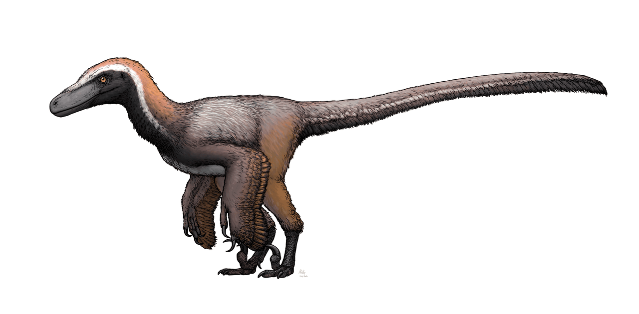 Reconstitution de Pyroraptor olympius
