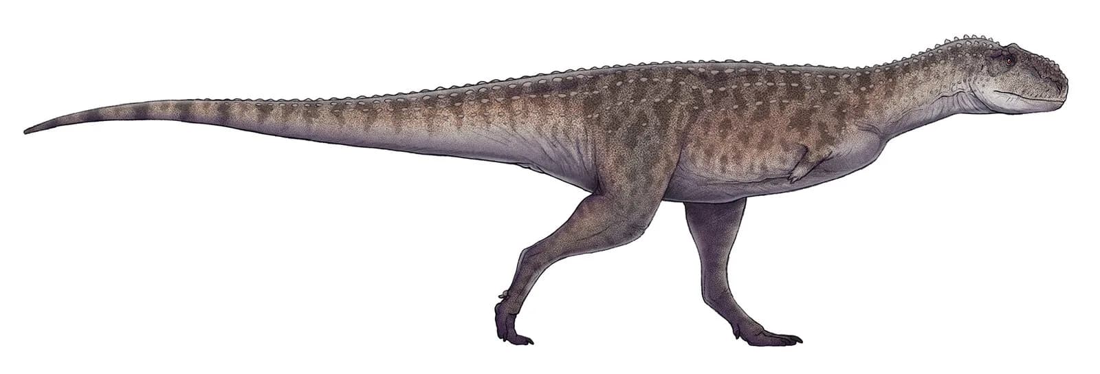 Reconstitution de Rajasaurus narmadensis