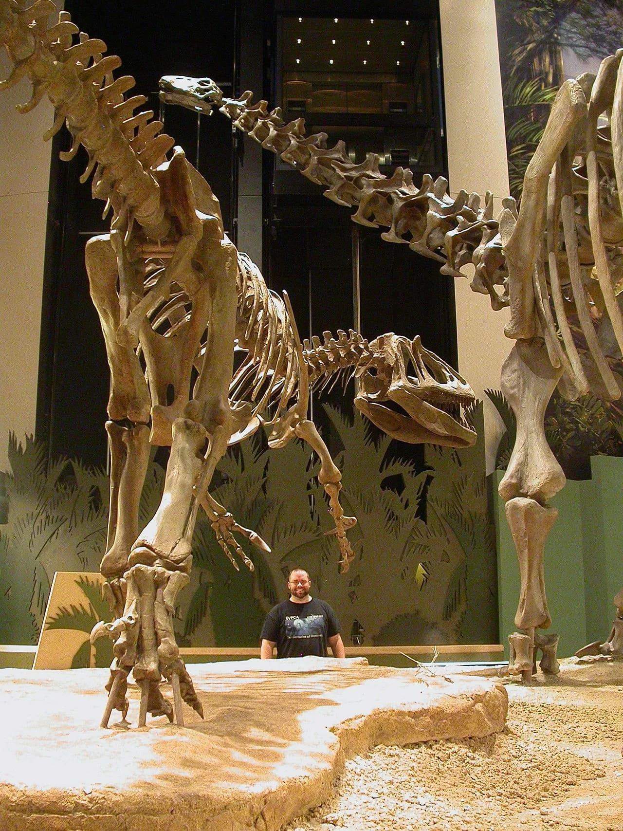 Reconstitution artistique de Saurophaganax attaquant un Apatosaurus