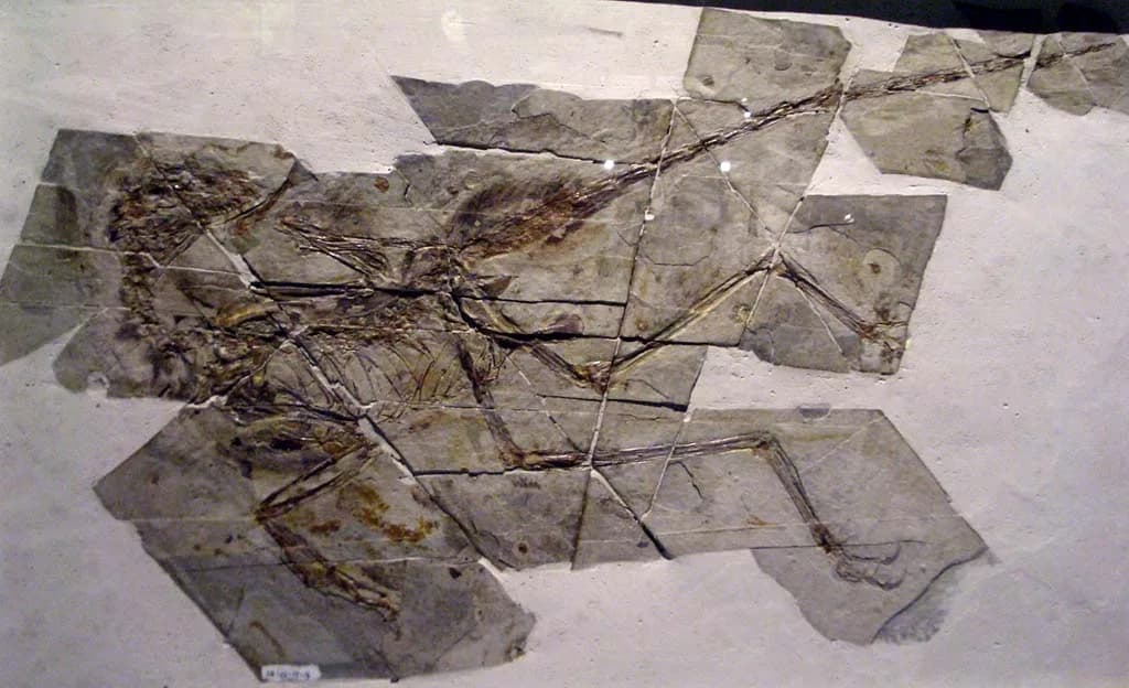 Fossile de Sinornithosaurus (NGMC 91)
