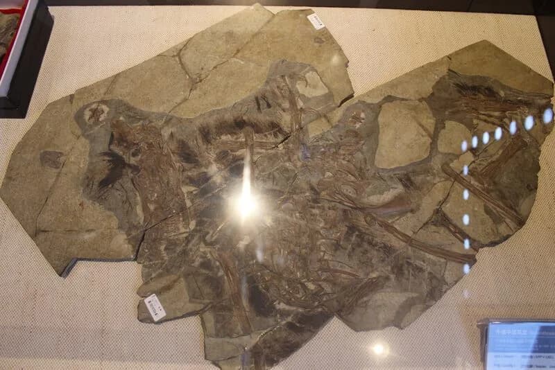 Spécimen 'Dave' au Musée Géologique de Chine