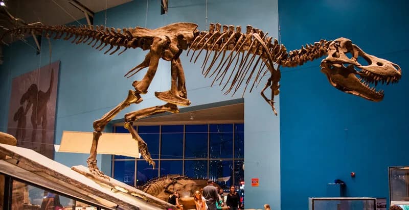 Squelette monté de Tarbosaurus bataar dans l'exposition « Dinosaur Mysteries »