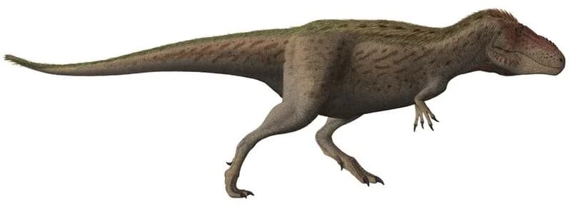 Reconstitution grandeur nature de deux Tarbosaurus bataar (adulte et subadulte) avec échelle humaine