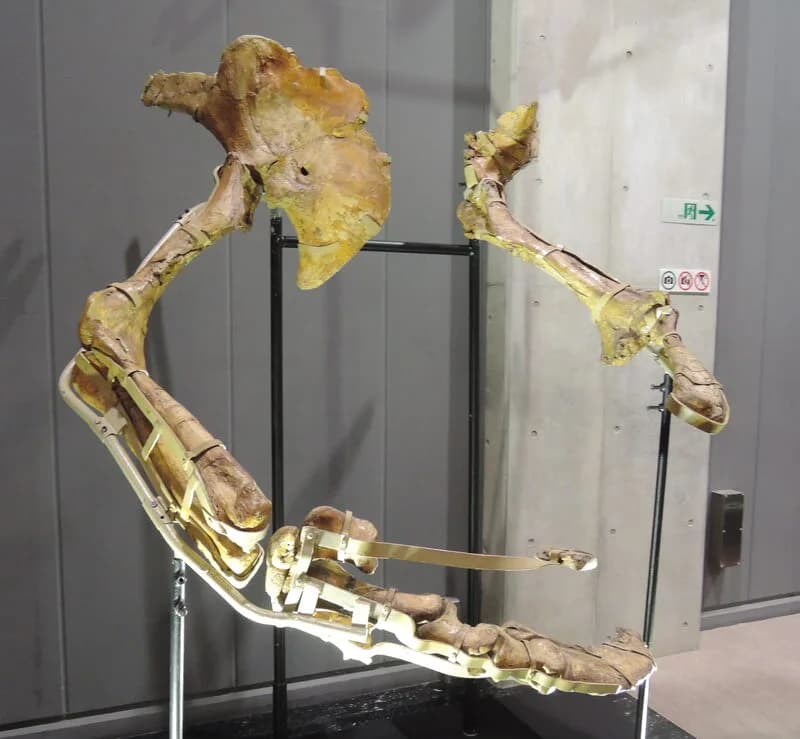 Griffes fossiles de Therizinosaurus