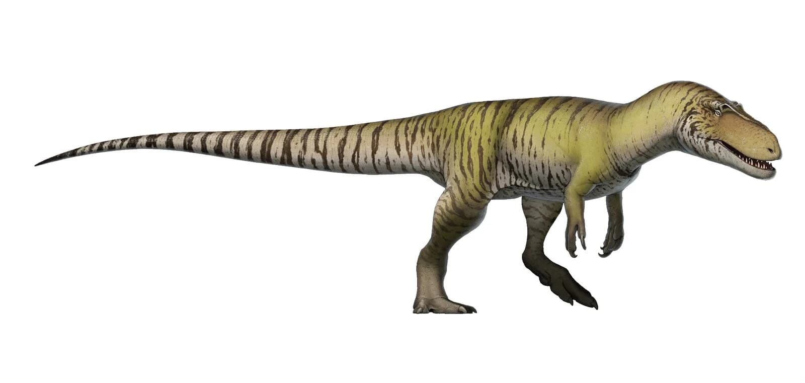 Reconstitution de Torvosaurus tanneri