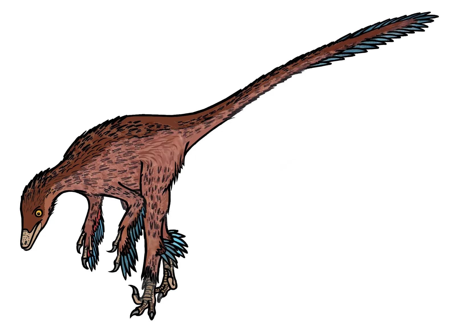 Reconstitution de Troodon/Stenonychosaurus avec plumage