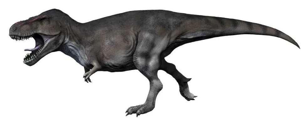 Reconstitution de Tyrannosaurus rex