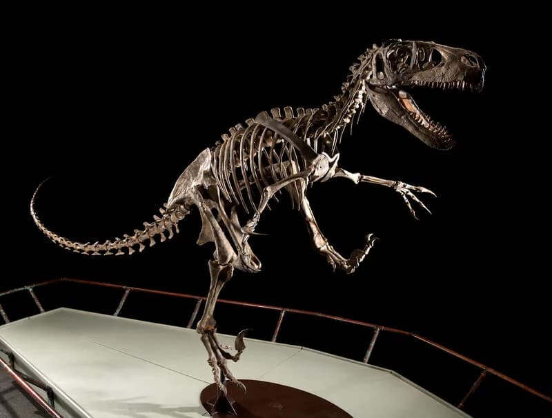 Squelette monté d'Utahraptor, BYU