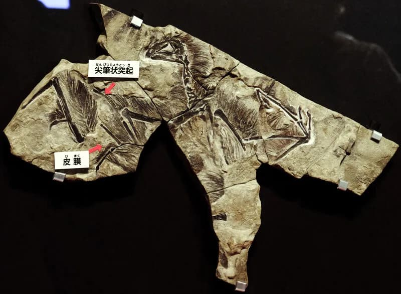 Spécimen fossile de Yi qi préservant l'os styliforme du poignet et les impressions de la membrane alaire, Formation de Tiaojishan, Hebei, Chine