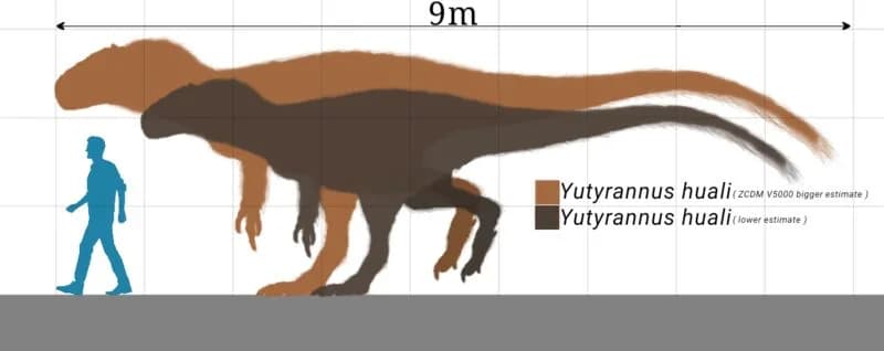 Comparaison de taille entre Yutyrannus huali et un humain