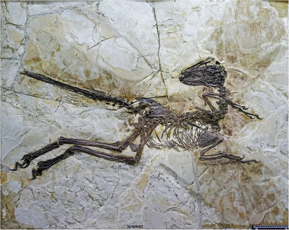 Fossile de Zhenyuanlong suni montrant les plumes préservées